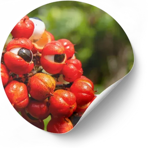 Guarana Seed Extract in AudiLeaf for a natural energy boost and improved ear circulation